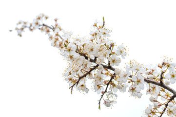 tree branch white blossom in spring