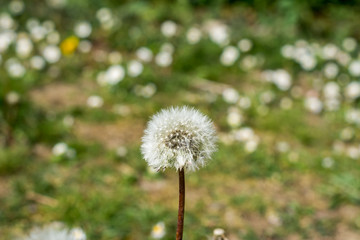 Löwenzahn im Frühling und Sommer