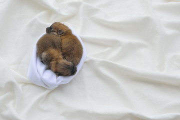 Two newborn pomeranian puppies lying on soft towel