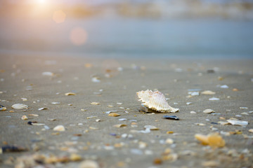 Sea shells on beach.