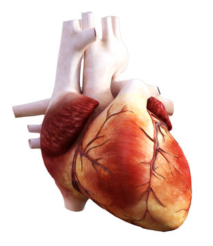 3d illustration of human heart