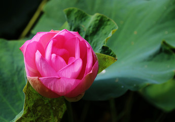 Pink lotus Top view