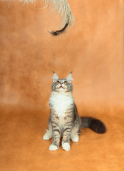 Kitten of Maine coon