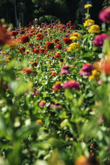 Multi-color flowers in green grass.