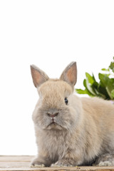 Kaninchen mit frischen Kräutern