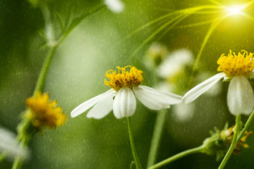 Close up of flowers grass in the garden.