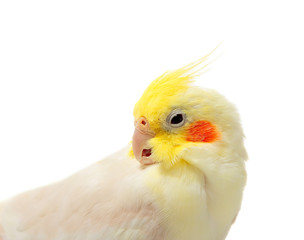 The parrot Cockatiel 
