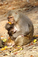 monkey female with baby eating fruit, India.