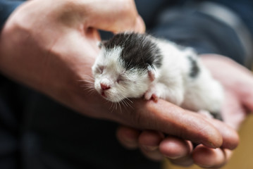 Newborn kitten 