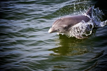 Dolphin swimming in Florida sea