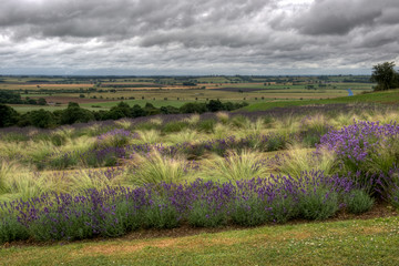 Field of lavender on a stormy day
