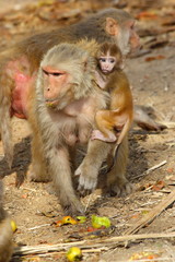 monkey female with baby eating fruit, India.