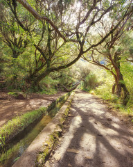 Fototapeta premium 25 fountains levada tracking path going though deep forest. Madeira island, Portugal
