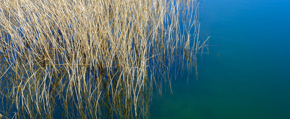 Schilfrohr- Schilf im Wasser Panorama