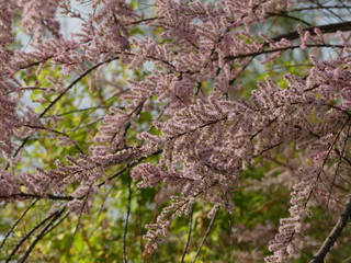 Blooming cherry tree