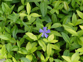 Flower among leaves