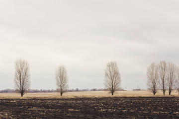 Spring landscape with field and trees