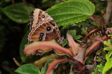 Peleides blue morpho (emperor) (Morpho peleides) on the leaf.