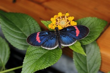Butterfly Erato Longwing (Heliconius erato cyrbia) on the flower.