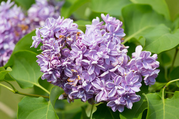 Fototapeta premium Branch blossoming lilac closeup