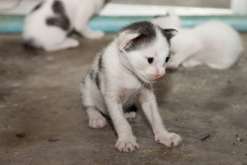 Thai baby cat.