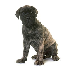 puppy bull mastiff
