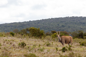 Eland standing and watching you