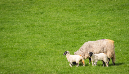 spring lambs and sheep in field