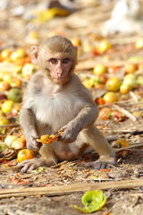 Monkey eating the fruit at the roadside of India