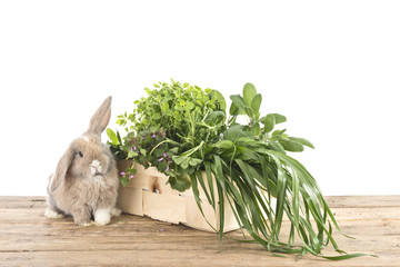 Fototapeta premium Kaninchen mit frischen Kräutern