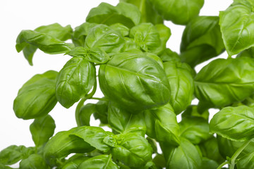basil leaves isolated