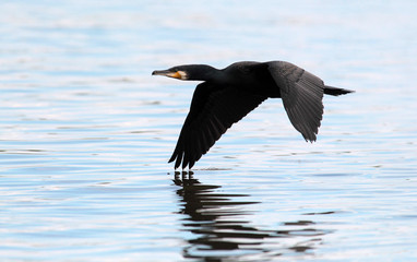 Great Cormorant, Phalacrocorax carbo, Black cormorant , flying above the Danube river in Zemun, Belgrade, Serbia. 