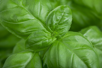 green basil leaves