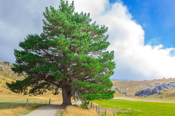 Big Tree along the way to castle hill, New Zealand
