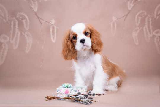 Cavalier King Charles Spaniel