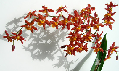 Branch of Marsala red orchids