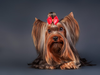 Naklejka premium Yorkshire terrier