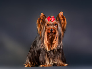 Naklejka premium Yorkshire terrier