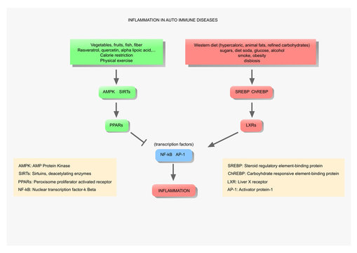 Inflammation In Auto Immune Diseases