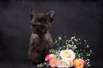 cairn terrier