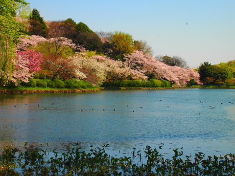 サクラの名所、三ッ池公園の春/日本屈指の桜の名所。首都圏に在りながら広い園内には80種類1600本以上の桜が開花。時期的に晴れた日が少なくとても貴重な映像。