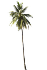 Obraz premium Coconut tree isolated
