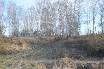 Роща на холме