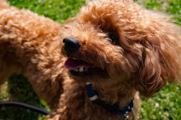 はしゃぐプードル