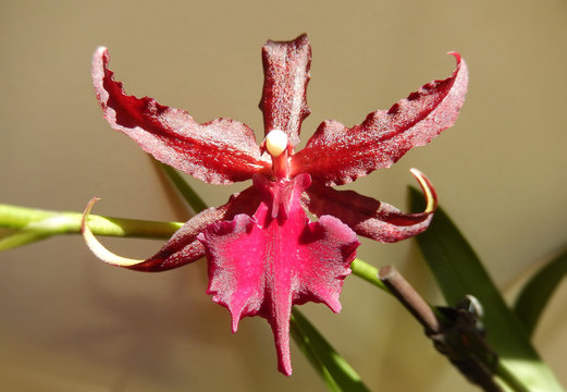 Deep red orchid blooming