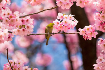The Japanese White-eye and cherry blossoms. Located in Tokyo Prefecture Japan.