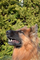 I can smell a steak