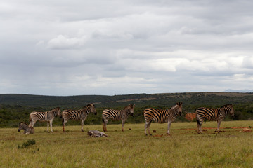 Zebras lining up at the dam