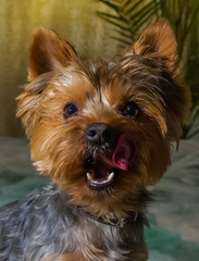 Beautiful Yorkshire terrier playing pet, friendly, playing, dog, garden, doggy