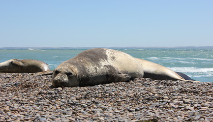 Seal at Beach